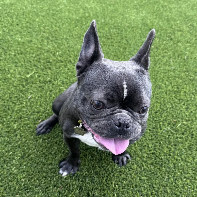 An adult small-sized female Gray / Blue / Silver French Bulldog dog named Bailey  Central AZ for adoption in Portland, OR