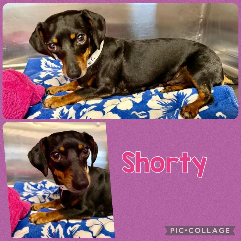 An adult small-sized female Black Dachshund dog named Shorty for adoption in Opelika, AL