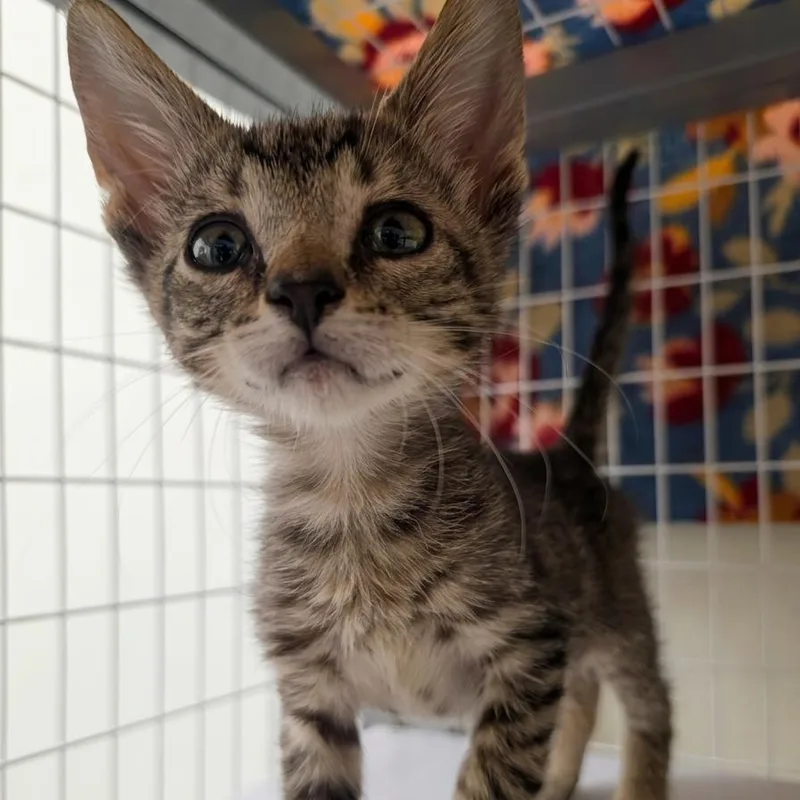 A baby small-sized male Brown / Chocolate Domestic Short Hair cat named Naan for adoption in Oshkosh, WI
