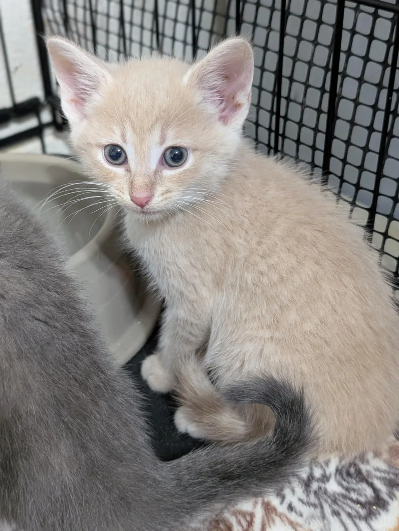 A baby medium-sized male Buff / Tan / Fawn Domestic Medium Hair cat named Elbert for adoption in Tilton, IL