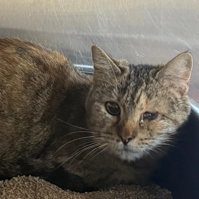 An adult small-sized female Gray / Blue / Silver Domestic Short Hair cat named Princess for adoption in Cedaredge, CO