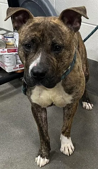 An adult medium-sized male Pit Bull Terrier dog named Tusk for adoption in Upper Marlboro, MD