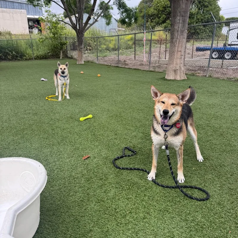 A young medium-sized female German Shepherd Dog dog named Remi for adoption in Buellton, CA