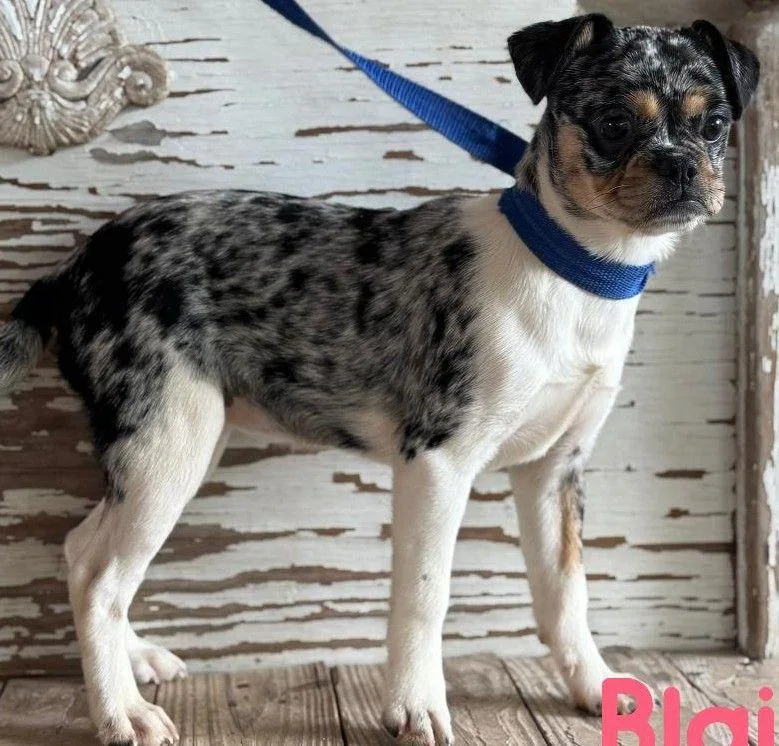 A young small-sized female Merle (Blue) Pug dog named Blaire for adoption in Carrollton, TX