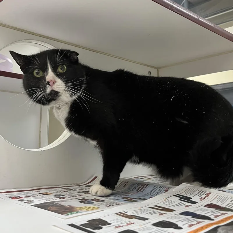 A senior medium-sized female Black Domestic Short Hair cat named Alayna for adoption in Cheyenne, WY