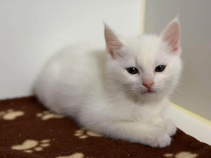 A baby small-sized male Domestic Short Hair cat named Indra for adoption in Othello, WA