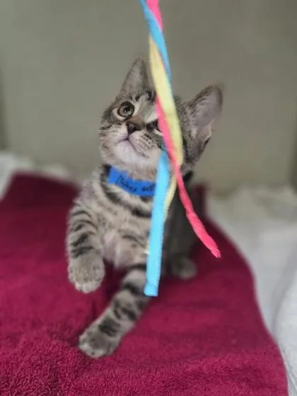 A baby small-sized male Domestic Short Hair cat named Toby for adoption in Westland, MI