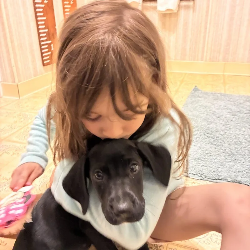 A baby extra large-sized female Great Dane dog named Fiona for adoption in Pine Beach, NJ