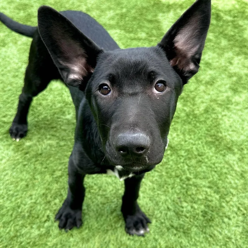 A baby small-sized male Shepherd dog named Uriel for adoption in Matteson, IL