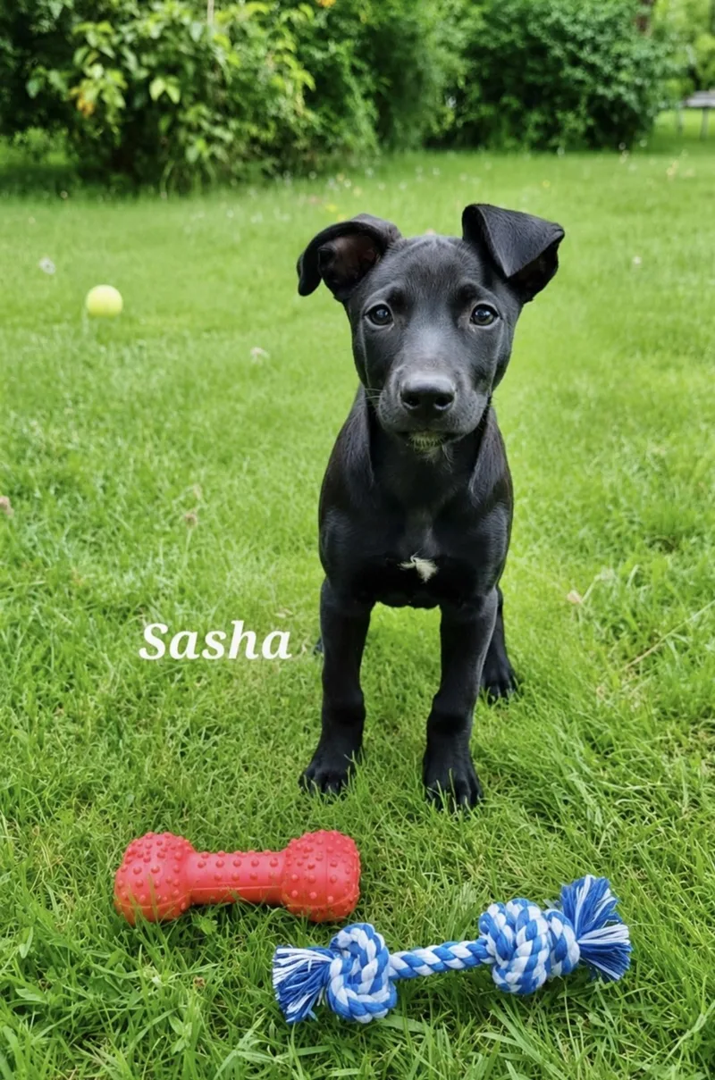 Sasha thumbnail 3
