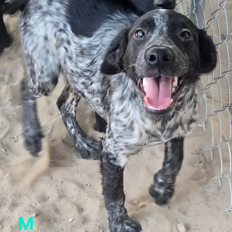 A baby small-sized male Black Labrador Retriever dog named Garnet for adoption in Floresville, TX