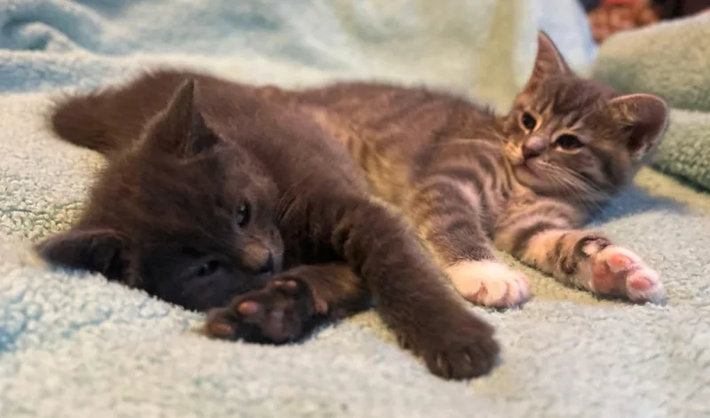 A baby medium-sized female Gray / Blue / Silver Domestic Short Hair cat named Nibbles for adoption in Cleveland, OH