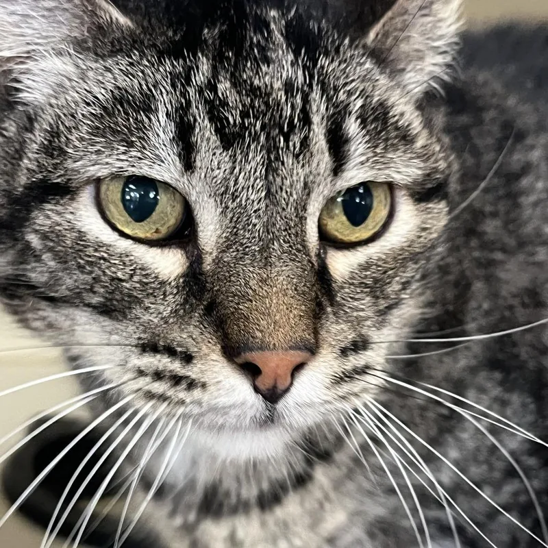 A senior small-sized male Brown / Chocolate Domestic Short Hair cat named Baloo for adoption in Idaho Falls, ID