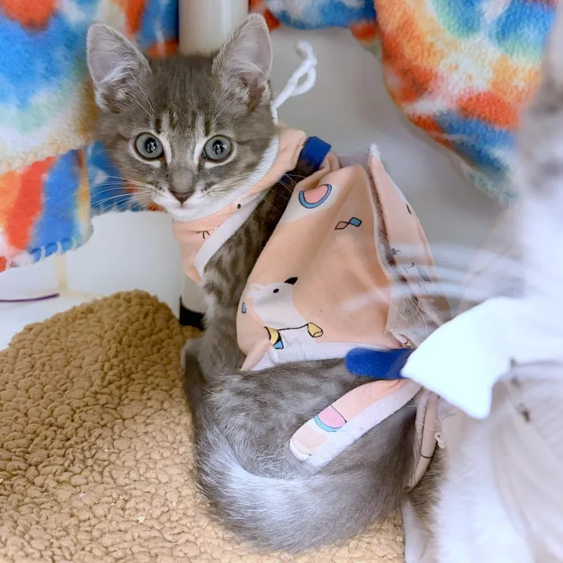 A baby small-sized female Gray / Blue / Silver Domestic Short Hair cat named Tabasco for adoption in Woodinville, WA