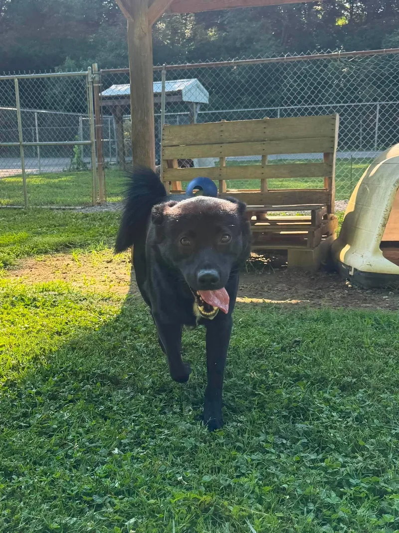 An adult medium-sized male Black Mixed Breed dog named Jaxx for adoption in Leitchfield, KY
