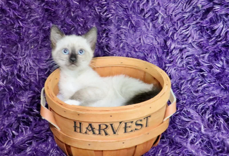 A baby medium-sized female Siamese cat named Pixie for adoption in Saint Augustine, FL