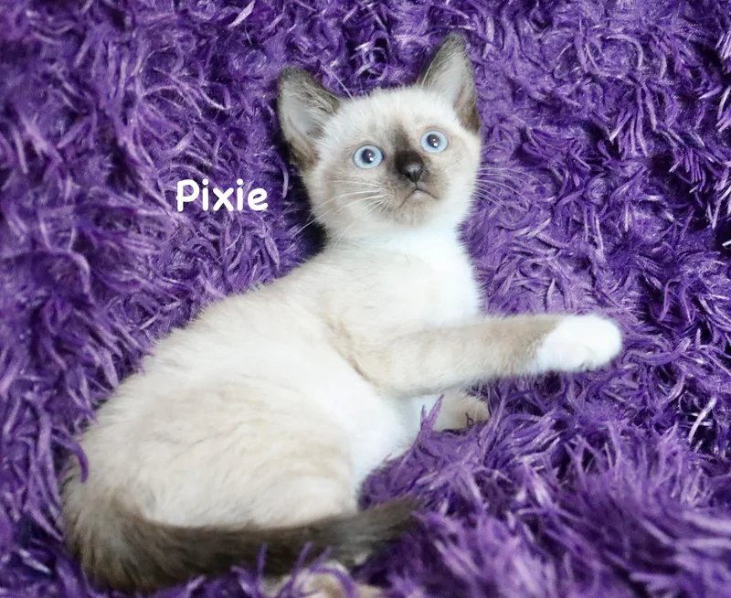 Pixie thumbnail 5