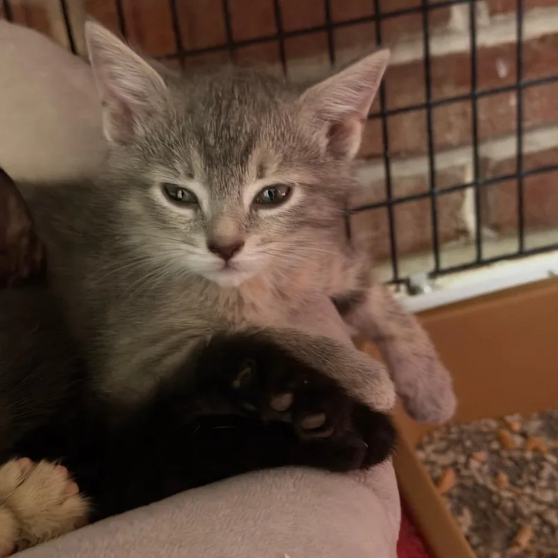 A baby small-sized female Calico Domestic Short Hair cat named Sterling for adoption in Camden, DE