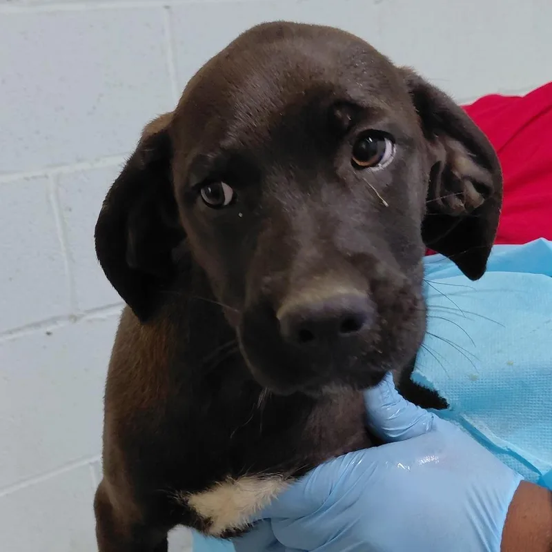 A baby medium-sized female Brown / Chocolate Mixed Breed dog named Thyme for adoption in LOXAHATCHEE, FL