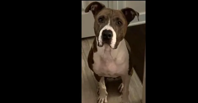 An adult medium-sized male Pit Bull Terrier dog named Ron for adoption in Dallas, TX