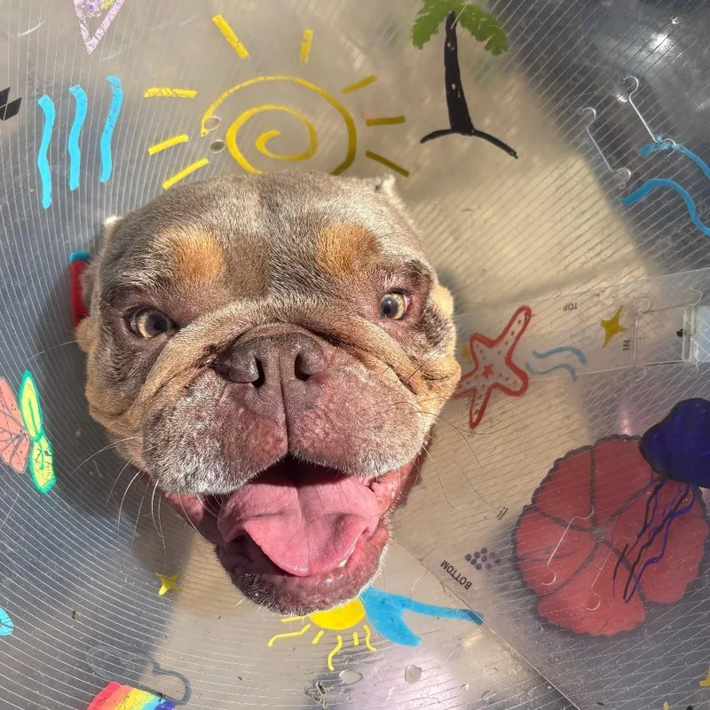 An adult medium-sized female Brown / Chocolate English Bulldog dog named Ruby for adoption in Madison, WI