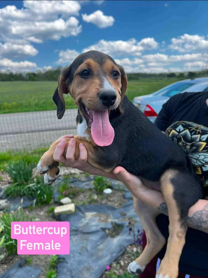 A baby medium-sized female Beagle dog named Buttercup for adoption in Salamanca, NY