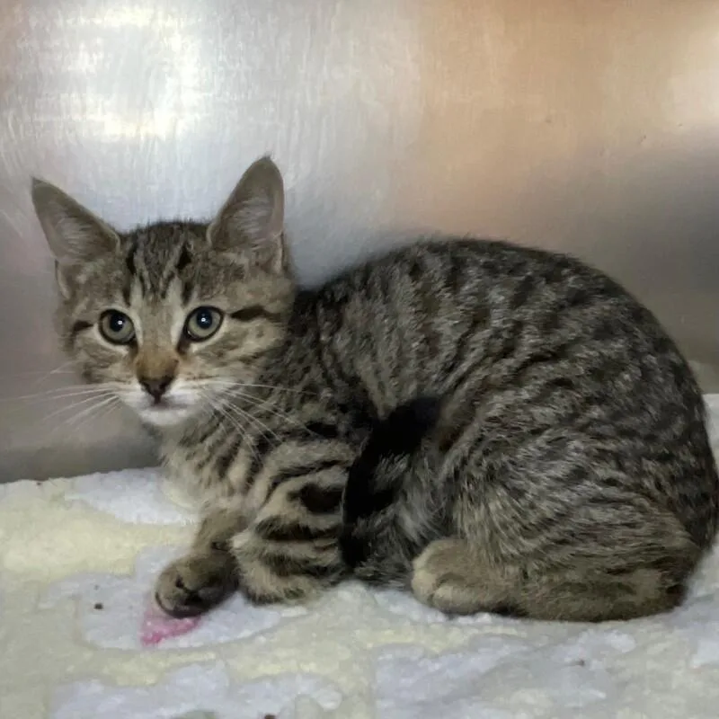 A young medium-sized female Domestic Short Hair cat named Rosie for adoption in Roanoke, VA