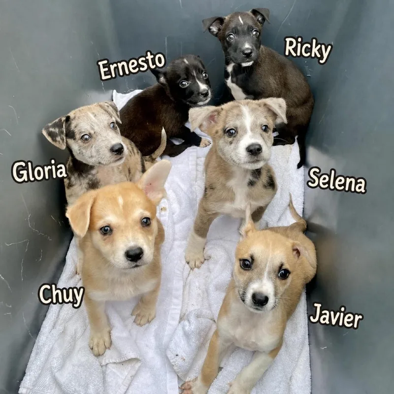 A baby medium-sized male Brown / Chocolate Catahoula Leopard Dog dog named Chuy for adoption in Wimberley, TX