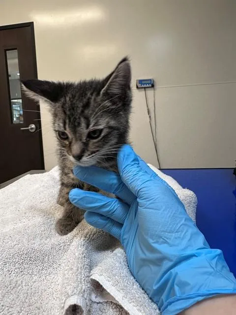 A baby small-sized male Domestic Short Hair cat named Nicholas for adoption in San Luis Obispo, CA