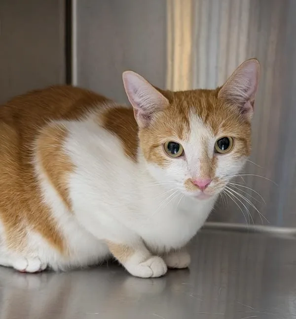 A young small-sized female Domestic Short Hair cat named Runes for adoption in Sherwood, OR