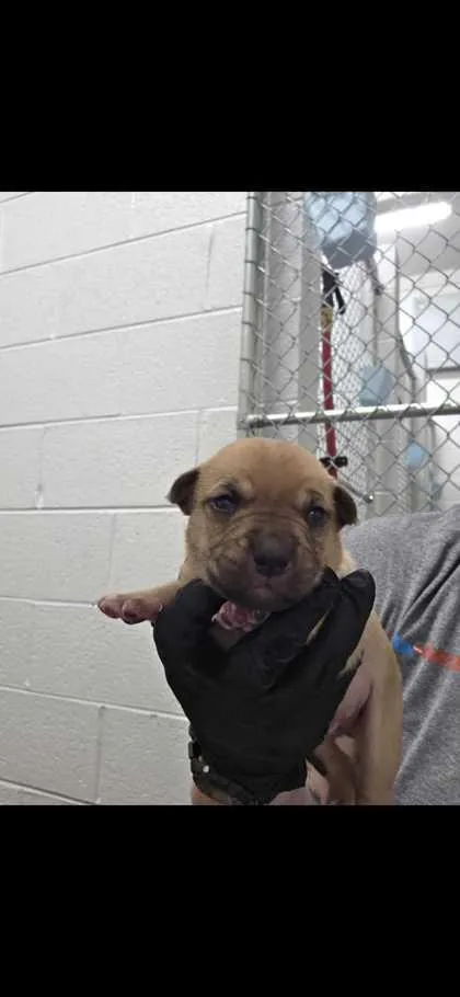 A baby small-sized male Chihuahua dog named Buzz Lightyear for adoption in Sevierville, TN