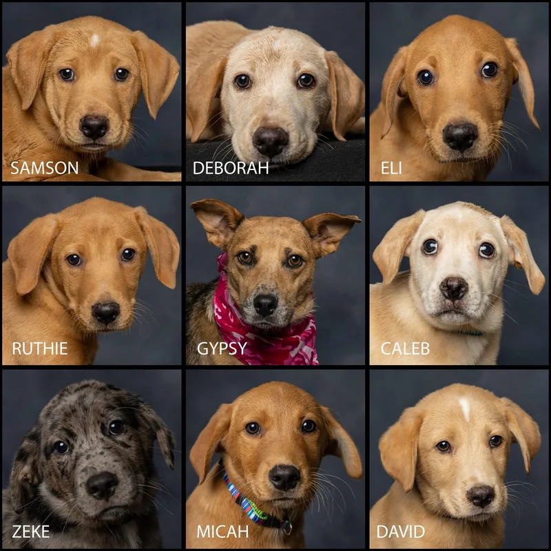 A baby medium-sized male Mixed Breed dog named David for adoption in Cullman, AL