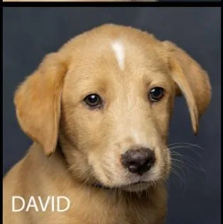 David thumbnail 2
