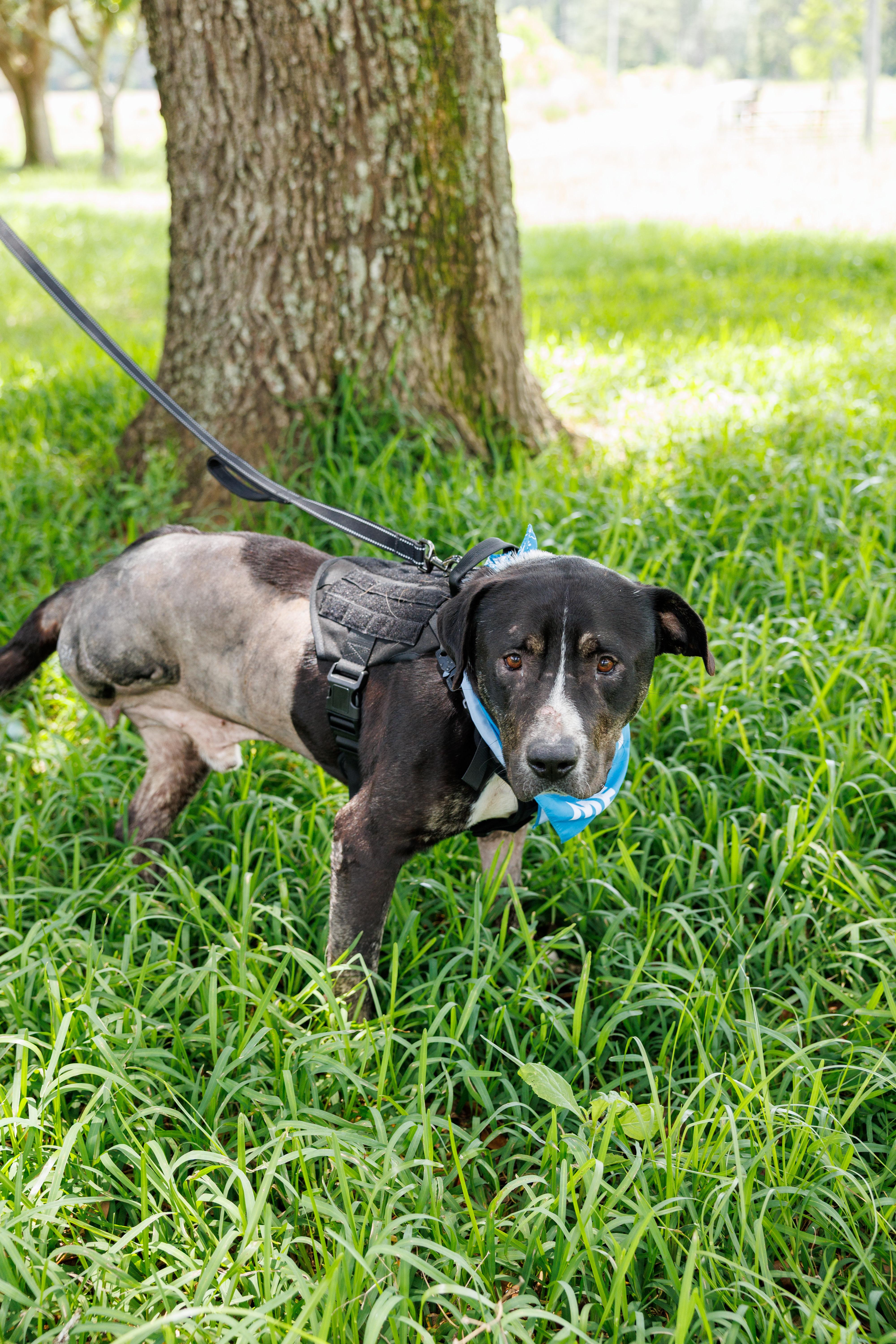 An adult large-sized male Terrier dog named Bowser for adoption in Picayune, MS