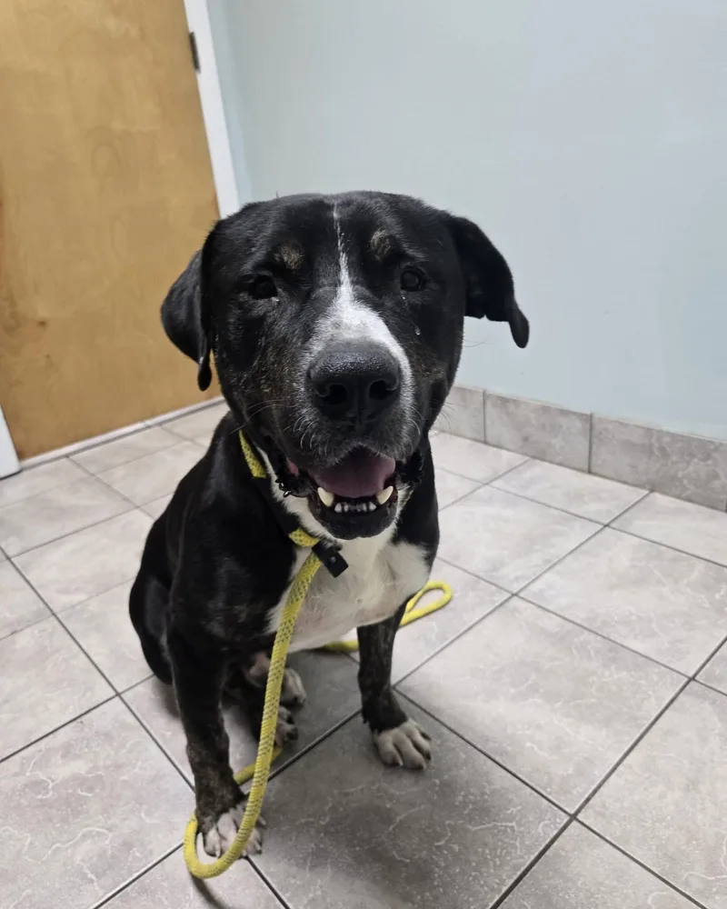 Bowser thumbnail 2
