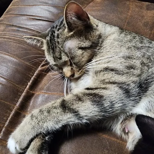 An adult small-sized female Brown / Chocolate Domestic Short Hair cat named Tiny for adoption in Sioux Falls, SD