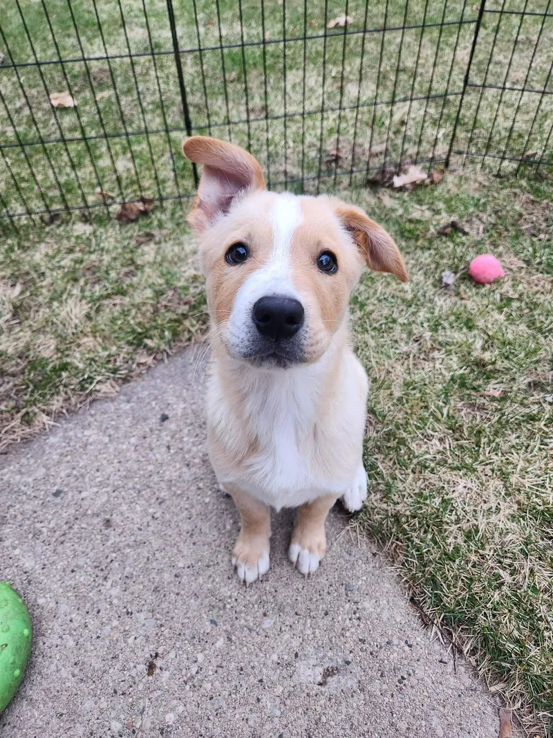 A baby large-sized male Terrier dog named Sparrow for adoption in New London, WI