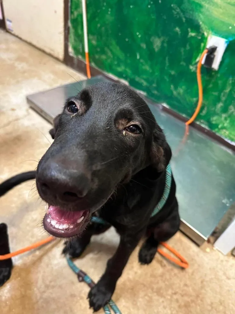 A baby medium-sized male Labrador Retriever dog named Dusk for adoption in New Braunfels, TX