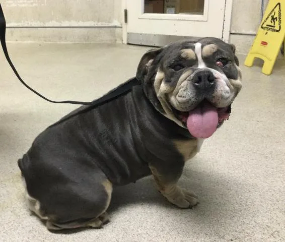A young medium-sized female English Bulldog dog named Fiona for adoption in Riverside, CA