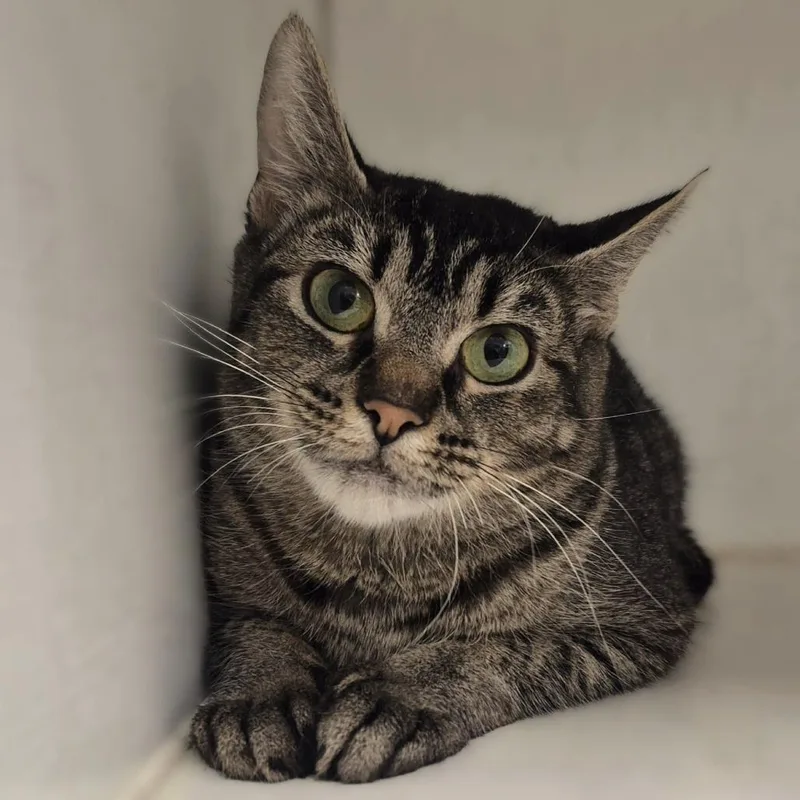 A young medium-sized female Brown / Chocolate Domestic Short Hair cat named Cassiopeia for adoption in Newark, NJ