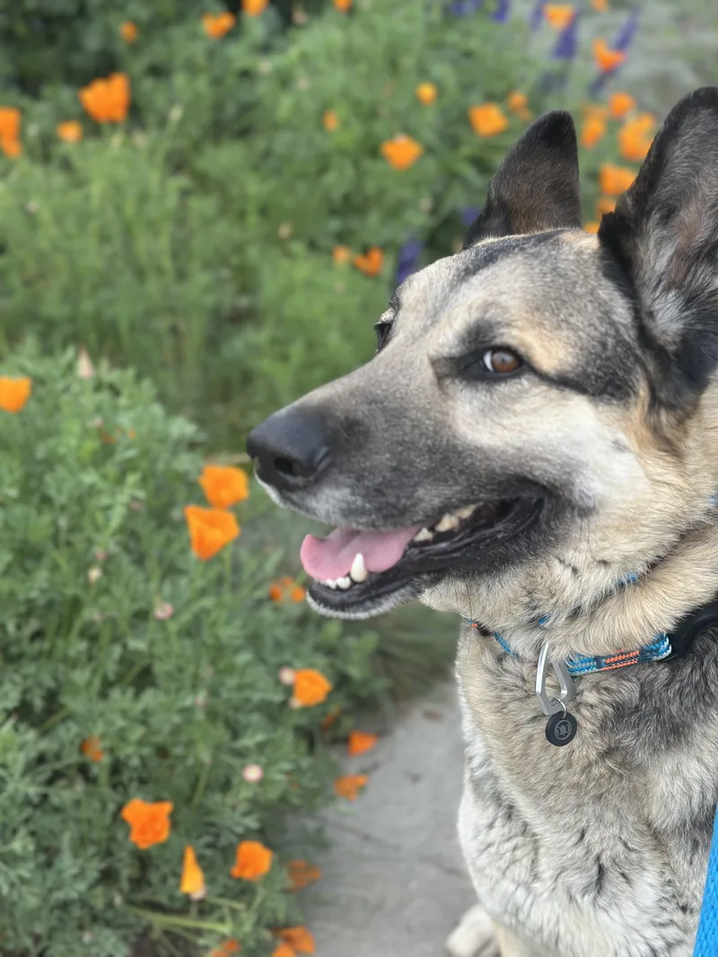 An adult large-sized male German Shepherd Dog dog named Anakin for adoption in Marina del Rey, CA