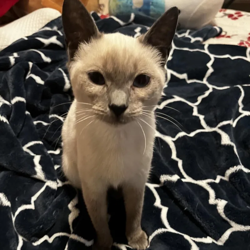A baby small-sized female Gray / Blue / Silver Siamese cat named Leah for adoption in Agoura Hills, CA
