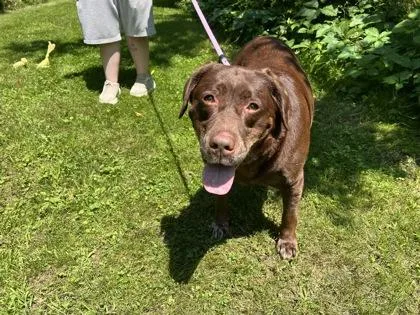 An adult large-sized female Labrador Retriever dog named Daisy for adoption in Elmira, NY
