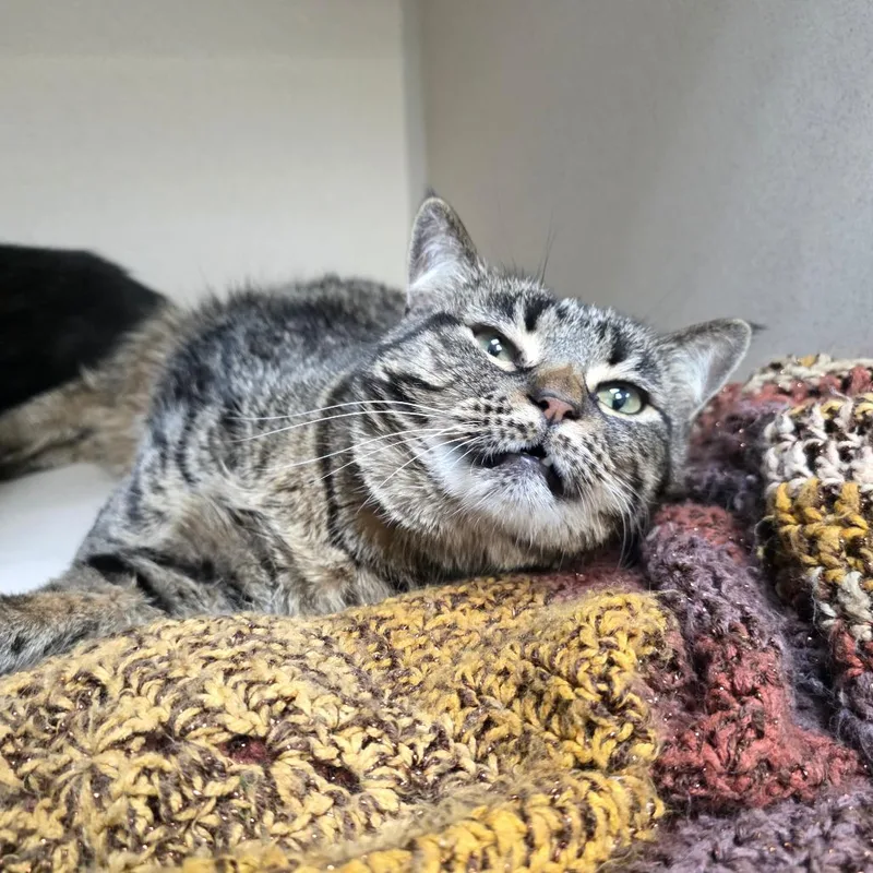 A senior large-sized female Domestic Short Hair cat named Candy for adoption in Great Falls, MT