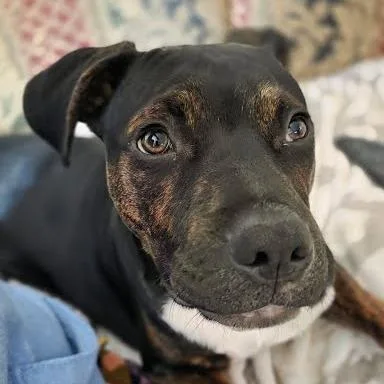A young medium-sized male Black Mixed Breed dog named Bobo for adoption in Jeffersonville, IN