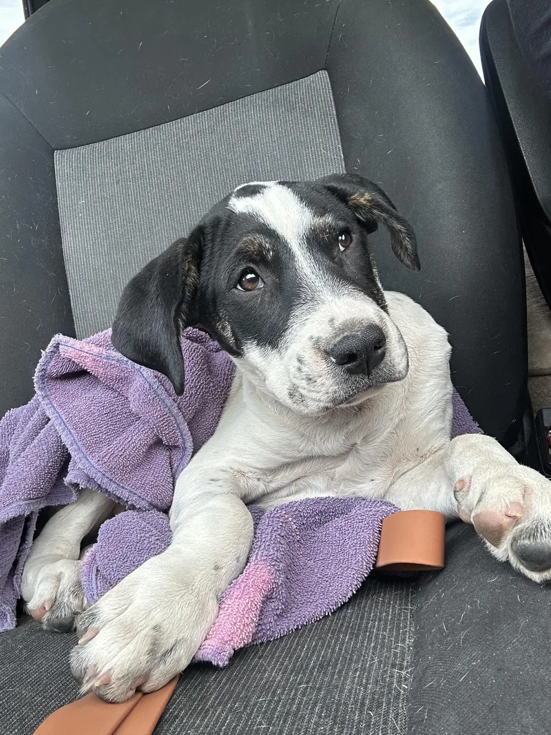 A young medium-sized female White / Cream Hound dog named Daisy Mae for adoption in Peoria, AZ