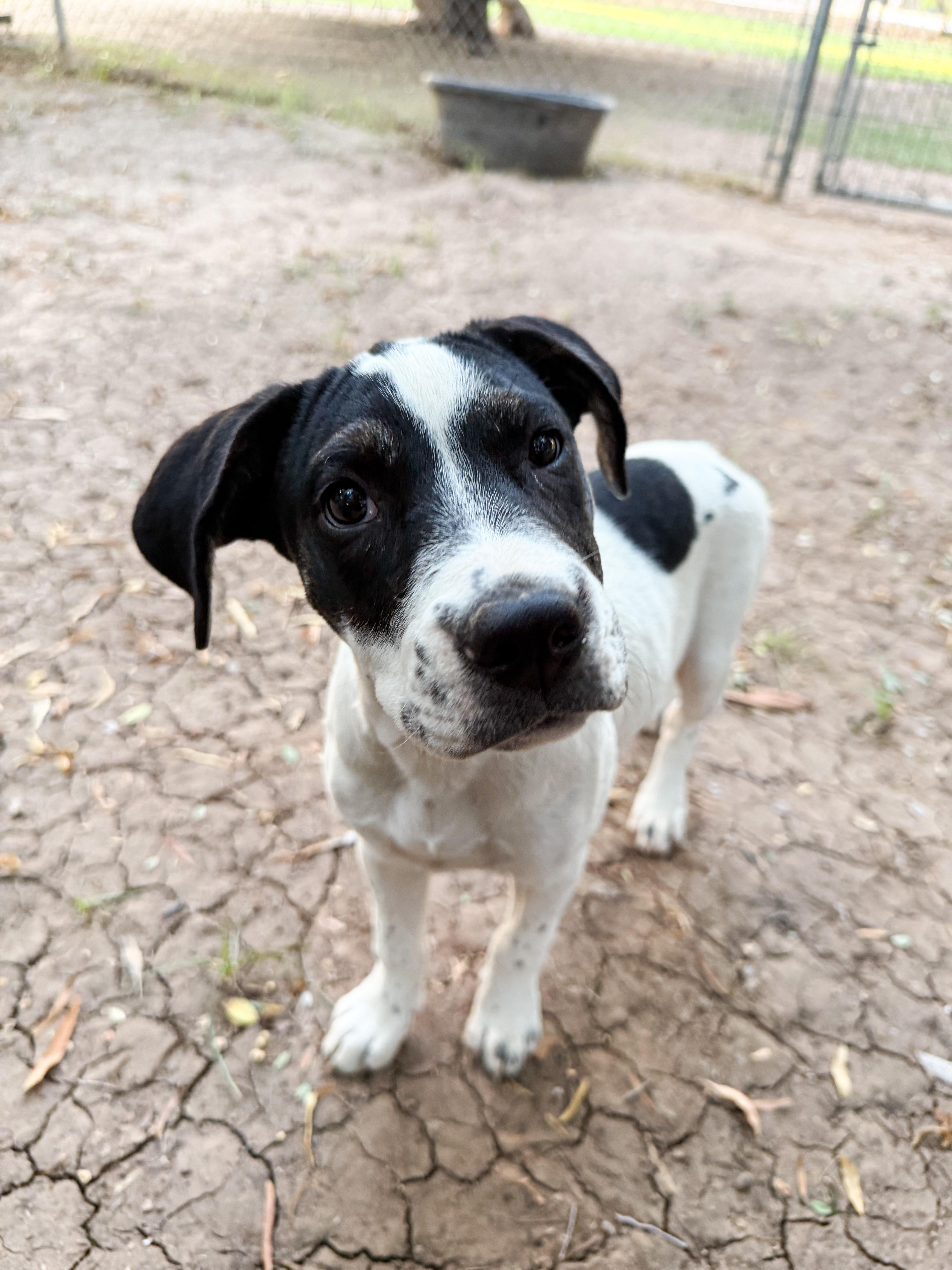 Daisy Mae thumbnail 2