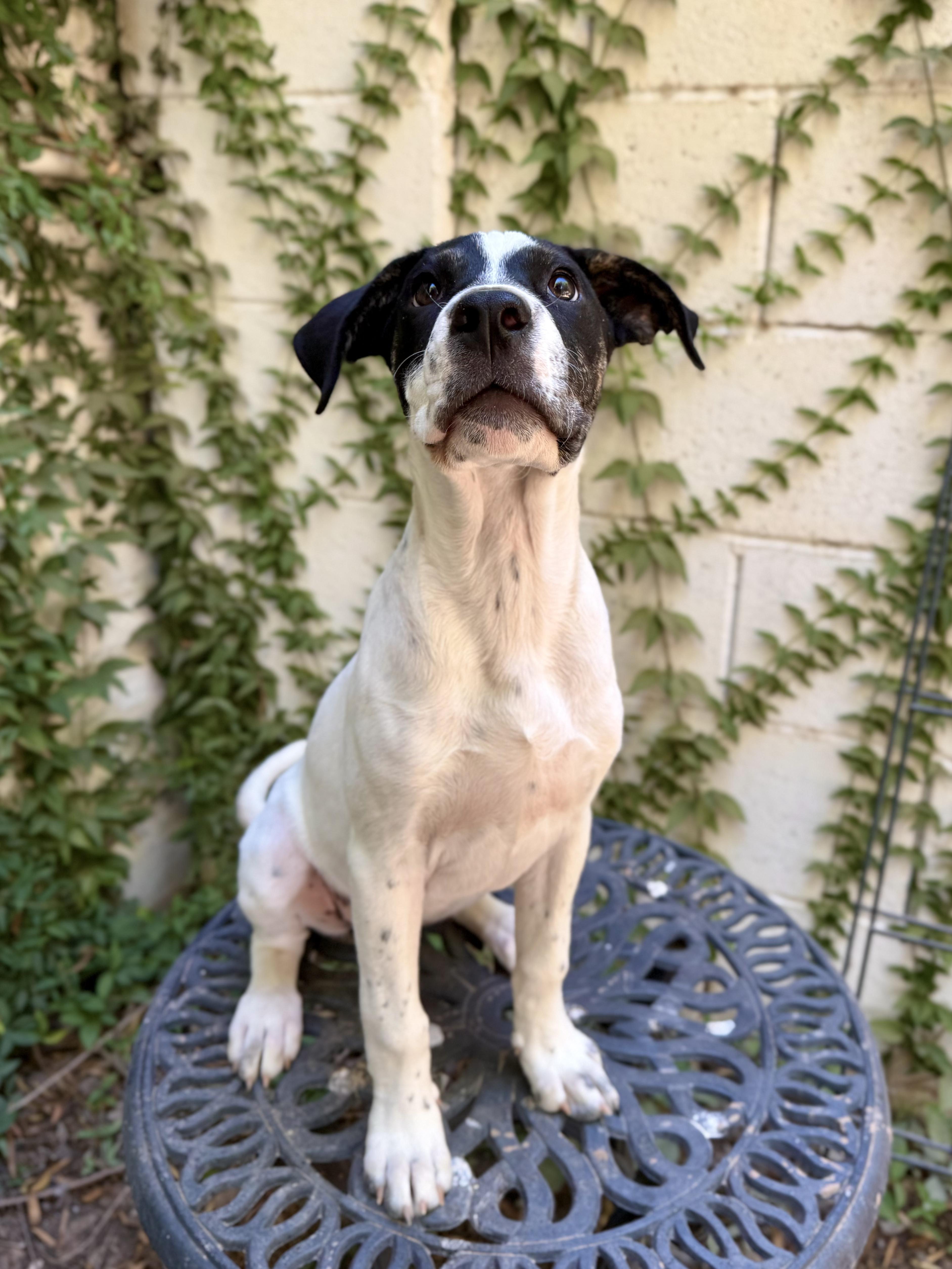 Daisy Mae thumbnail 4