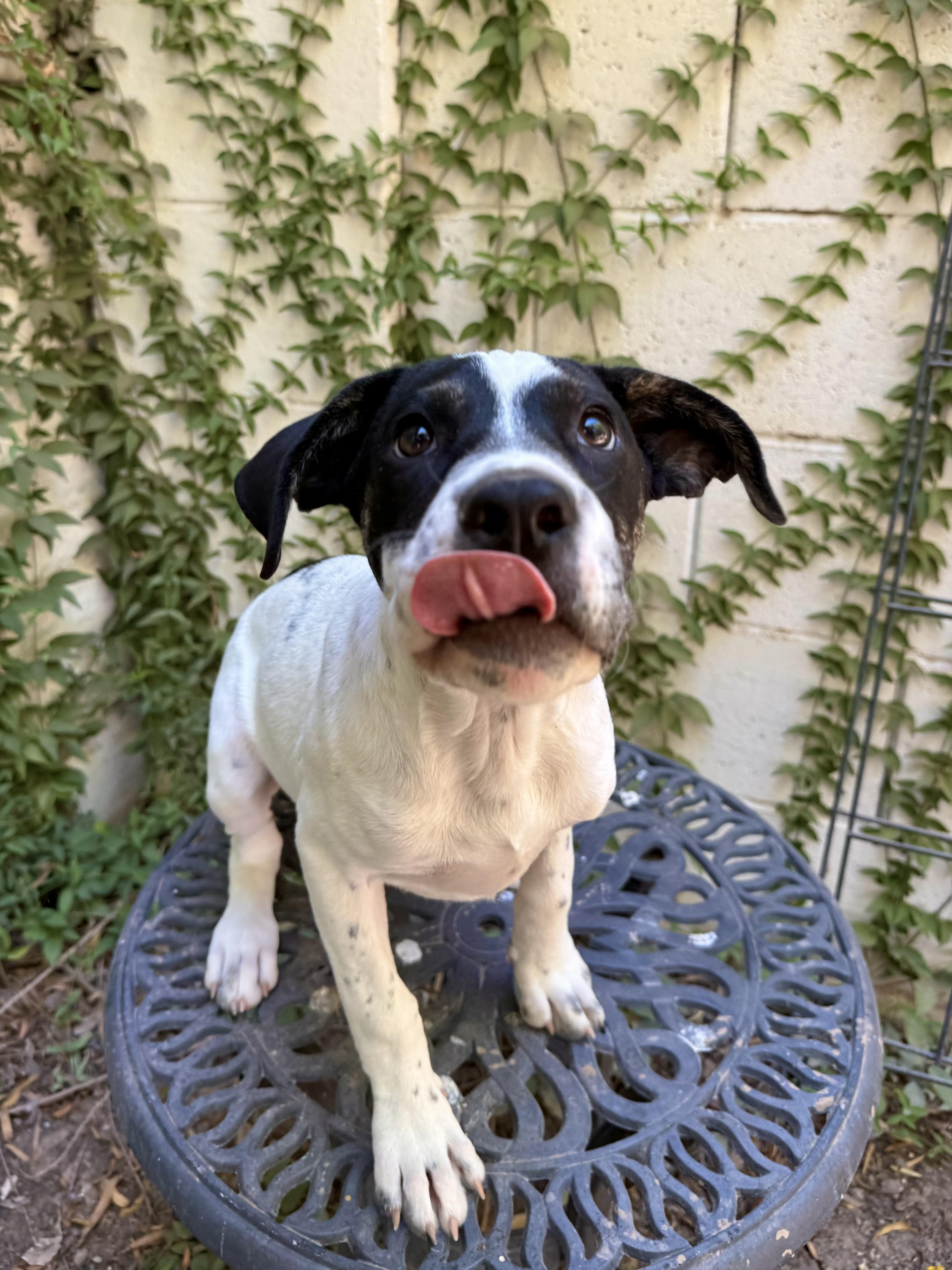 Daisy Mae thumbnail 5