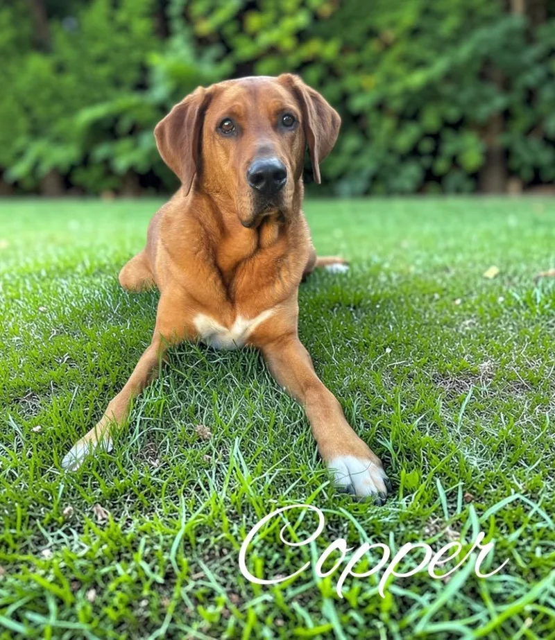An adult large-sized male Shepherd dog named Copper for adoption in West Bloomfield, MI